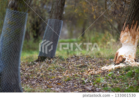 Tree on the shore of a reservoir damaged by beavers Tree on the shore of a reservoir damaged by beavers 133001530