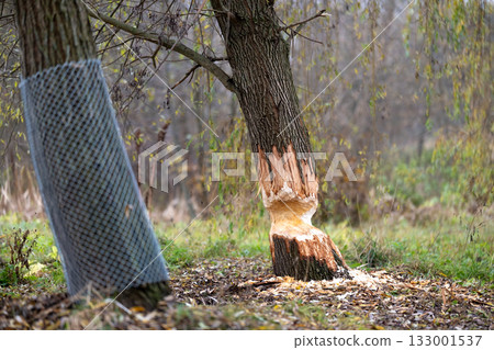 Tree on the shore of a reservoir damaged by beavers 133001537