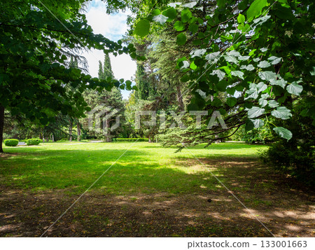 green clearing in park in summer 133001663