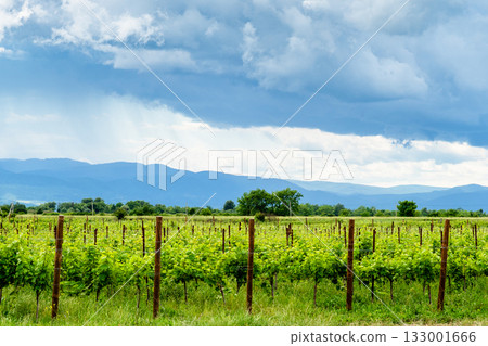 green vineyards in Kakheti region of Georgia green vineyards in Kakheti region of Georgia 133001666