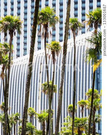 palm trees and wall of skyscraper in Batumi city palm trees and wall of skyscraper in Batumi city 133001687