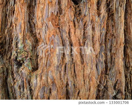 bark of sequoia tree in Batumi Botanical Garden 133001706