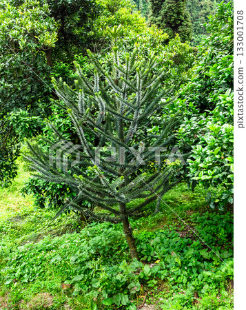 araucaria araucana tree in Batumi Botanical Garden 133001708