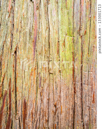 trunk of cryptomeria tree in Batumi Botanical Garden trunk of cryptomeria tree in Batumi Botanical Garden 133001713