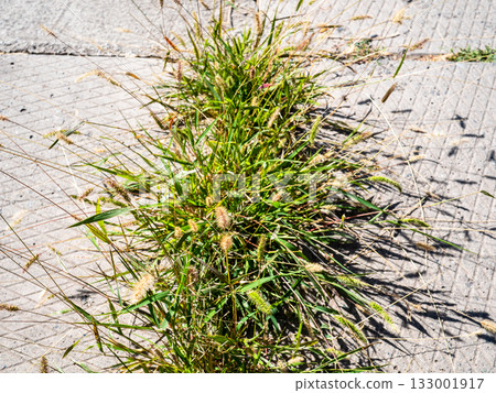 green grass grew through joints of concrete slabs 133001917