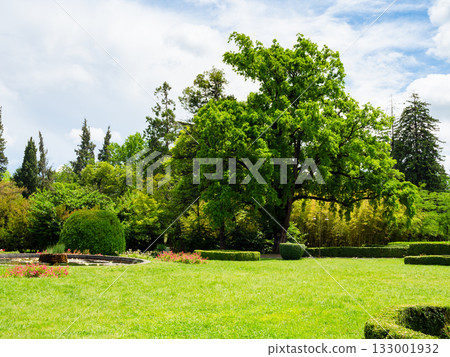 green lawn and oak tree in park in summer 133001932