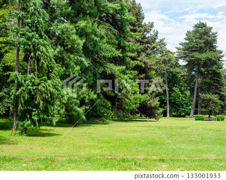 green meadow in park in summer 133001933