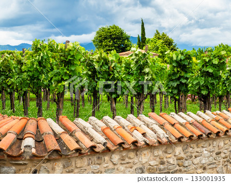vineyards of Alaverdi Monastery in Kakheti region vineyards of Alaverdi Monastery in Kakheti region 133001935