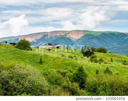 cows on meadow at Gombori Mountain pass in Kakheti cows on meadow at Gombori Mountain pass in Kakheti 133001938