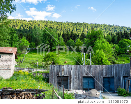 green forest on mountain slope in Mestia, Georgia 133001970