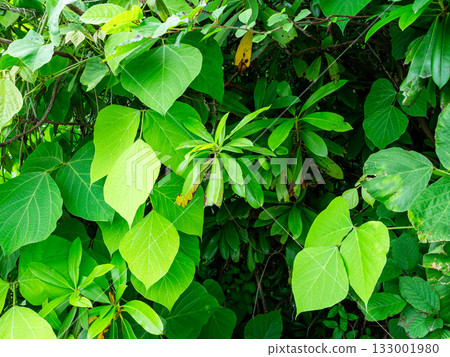 leaves of various trees in Batumi Botanical Garden 133001980