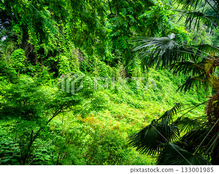 lush tropical foliage in Batumi Botanical Garden lush tropical foliage in Batumi Botanical Garden 133001985