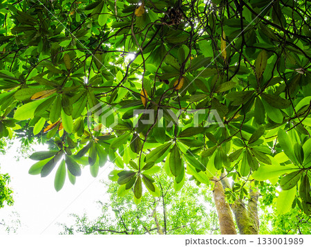 foliage of rhododendron in Batumi Botanical Garden foliage of rhododendron in Batumi Botanical Garden 133001989