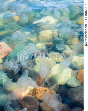 many jellyfishes in waters on coast of Black Sea 133002003