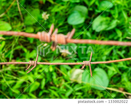 rusty steel barbed wire closeup and green grass 133002022