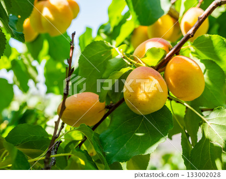 many ripe apricot fruits on tree twigs close up 133002028