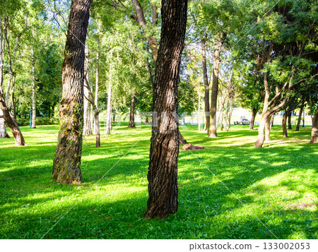 trees in Tauride Garden in St Petersburg city trees in Tauride Garden in St Petersburg city 133002053