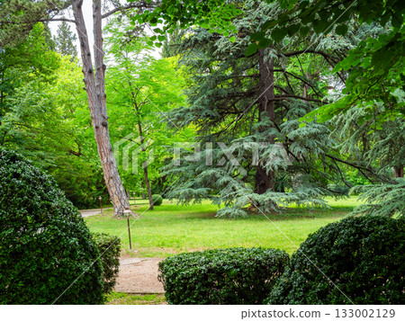 old pine trees in green park in summer old pine trees in green park in summer 133002129