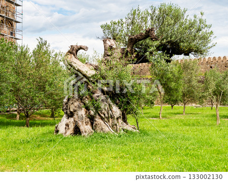 old olive tree near Alaverdi Monastery in Kakheti old olive tree near Alaverdi Monastery in Kakheti 133002130