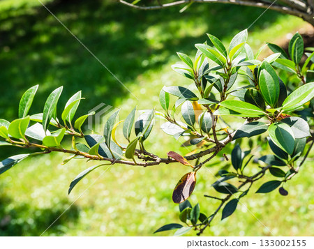 twig of olive tree and green lawn in background twig of olive tree and green lawn in background 133002155