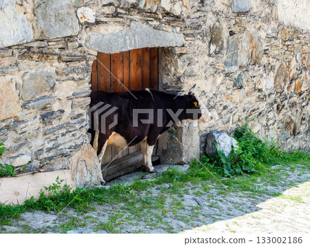cow near gate of stone fence in courtyard of house 133002186