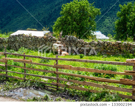 cows in garden in Maseri village in Svaneti 133002194