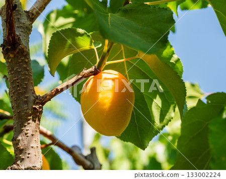 single ripe apricot fruit on tree closeup 133002224