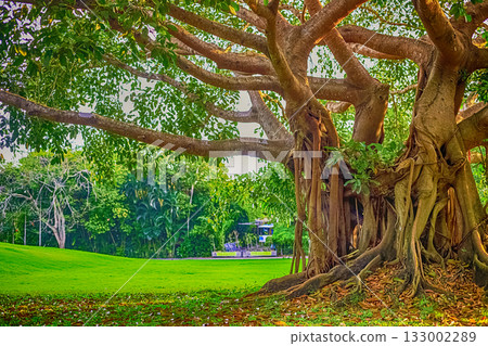 A mighty banyan tree in Nianshan Park, Sanya. Its roots and branches create a natural sculpture A mighty banyan tree in Nianshan Park, Sanya. Its roots and branches create a natural sculpture 133002289