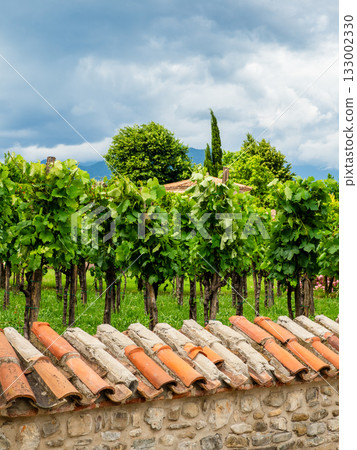 vineyards in yard of Alaverdi Monastery in Kakheti vineyards in yard of Alaverdi Monastery in Kakheti 133002330