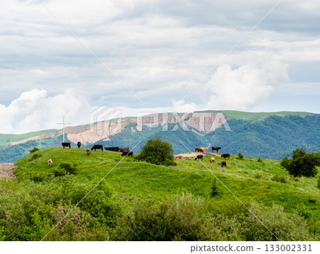 cows are grazing in pasture, Gombori Mountain pass cows are grazing in pasture, Gombori Mountain pass 133002331
