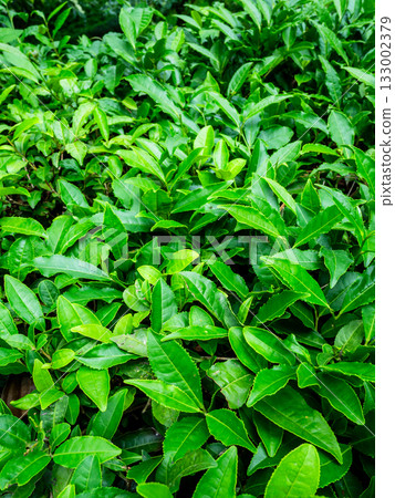 Camellia Sinensis tea in Batumi Botanical Garden 133002379