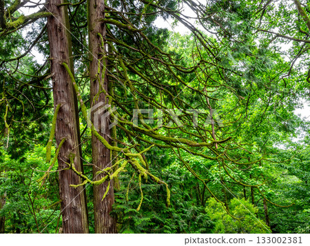 thuja plicata trees in Batumi Botanical Garden thuja plicata trees in Batumi Botanical Garden 133002381