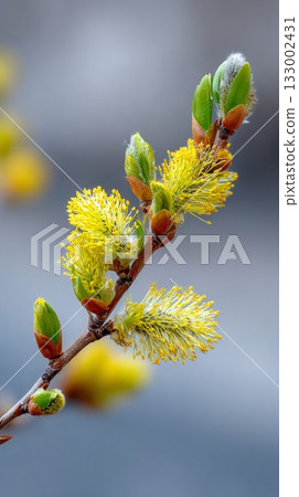 Close-up of vibrant yellow flowering branch with budding leaves against a soft blurred background, showcasing the beauty of nature in springtime 133002431
