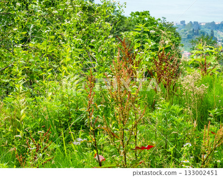 lush green grass on Sameba Mount near Batumi city 133002451