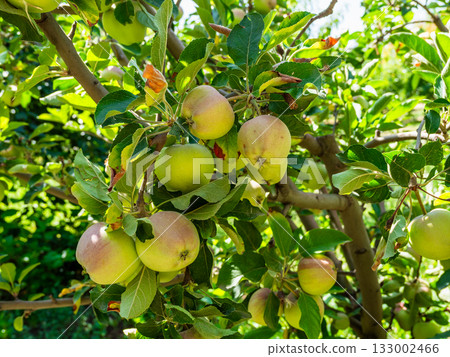 many apple fruits on tree branch in garden many apple fruits on tree branch in garden 133002466