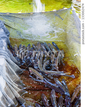 live river trout fishes in net in pool , Armenia live river trout fishes in net in pool , Armenia 133002474