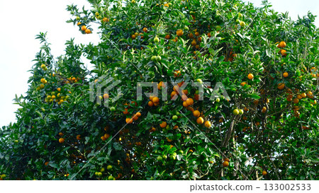 Close-up shot looking up into a lush, bountiful orange tree 133002533