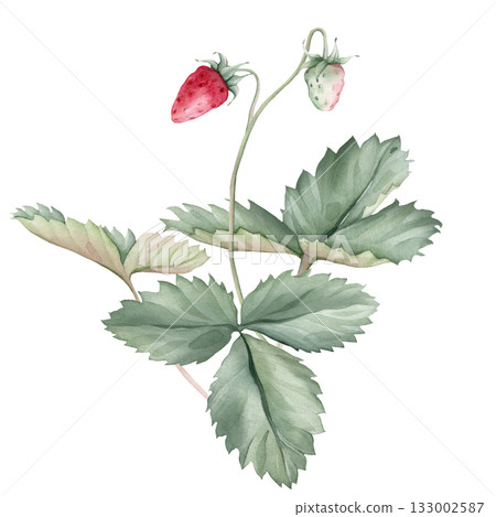 Composition with Wild Strawberry branches and white flower . Hand drawn watercolor illustration of Woodland strawberry plant green leaves and red wild berries on isolated background. 133002587