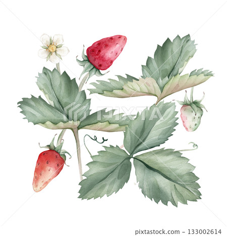 Composition with Wild Strawberry branches and white flower . Hand drawn watercolor illustration of Woodland strawberry plant green leaves and red wild berries on isolated background. 133002614