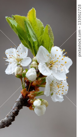 Delicate white blossoms with vibrant green leaves emerge from a slender branch, showcasing the beauty of springtime flora and the renewal of nature's cycle 133002728