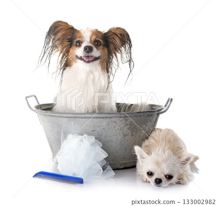 papillon dog, chihuahua and bath 133002982