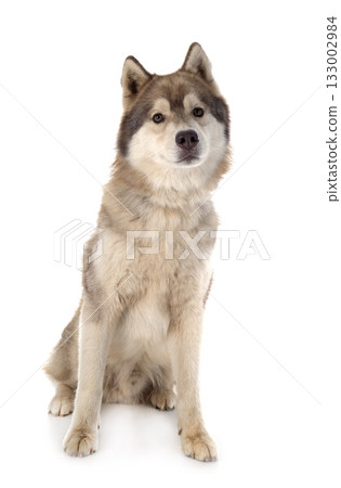 siberian husky in studio siberian husky in studio 133002984