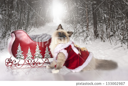 birman cat in nature 133002987