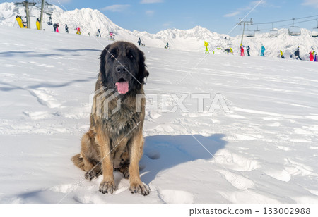 Leonberger in mountain 133002988