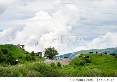 car and cows on road at Gombori Mountain pass car and cows on road at Gombori Mountain pass 133003042