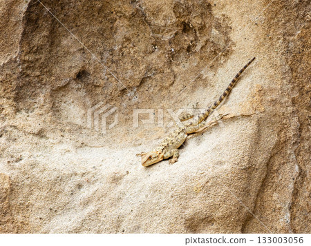 lizards on sandstone wall in Uplistsikhe Cave Town lizards on sandstone wall in Uplistsikhe Cave Town 133003056