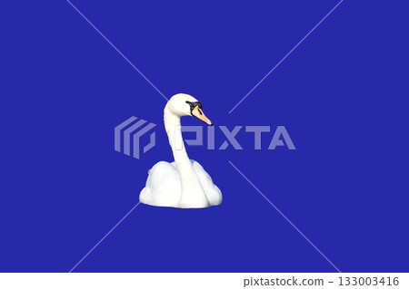 White mute swan full face. White mute swan full face. 133003416