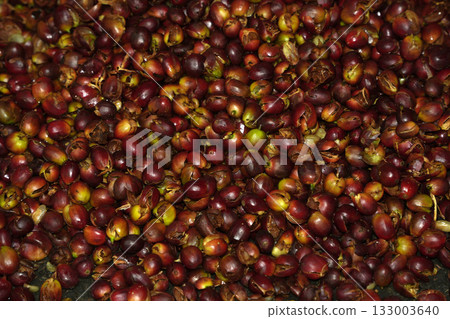 seeds separator machine Coffee plantation detail close up 133003640