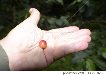 Coffee plantation detail of hand close up harvesting mature red seeds Coffee plantation detail of hand close up harvesting mature red seeds 133003646