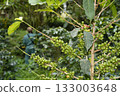 man harvesting seeds on plant Coffee plantation detail close up 133003648